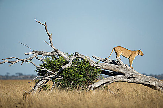非洲,博茨瓦纳,乔贝国家公园,雌狮,狮子,站立,死,刺槐,萨维提,湿地