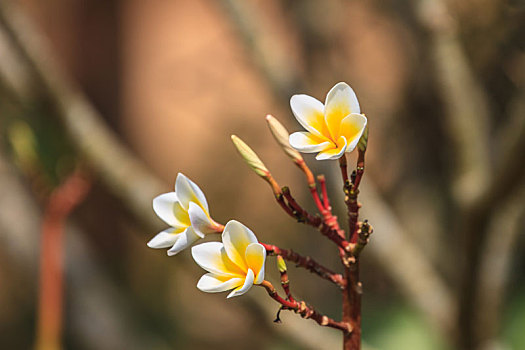 鸡蛋花,花,树上