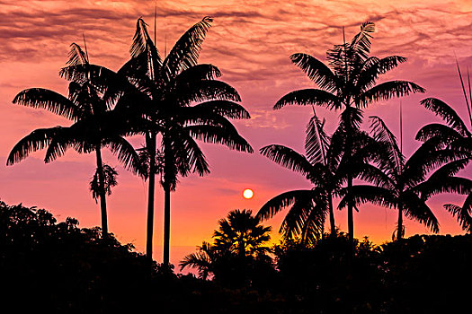 日落,剪影,棕榈树,科纳海岸,夏威夷大岛,夏威夷,大幅,尺寸