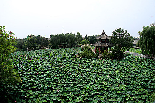 河北保定古莲池书院,荷塘夏日美景