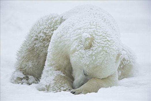 北极熊,睡觉,哈得逊湾,加拿大