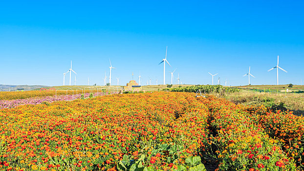 河北省张北县草原天路上的花田风电风光