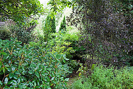 植被,花园,布列塔尼半岛,法国