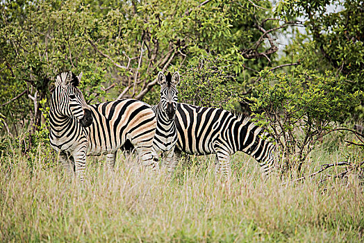 三个,斑马,克鲁格国家公园,南非