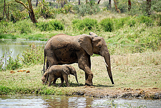 大小,非洲象,成年,女性,幼兽,水潭,塞伦盖蒂国家公园,坦桑尼亚,东非,非洲
