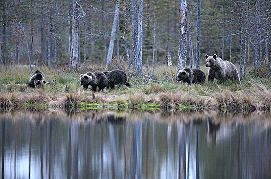 欧洲,芬兰,棕熊,熊,家族
