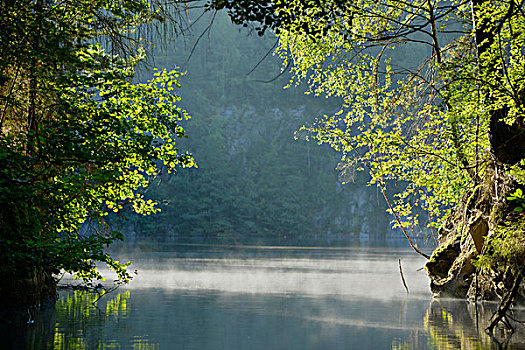 早晨薄雾,森林湖,巴伐利亚,德国,欧洲