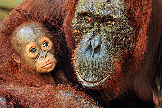 猩猩,黑猩猩,露营,檀中埠廷国立公园,婆罗洲,印度尼西亚