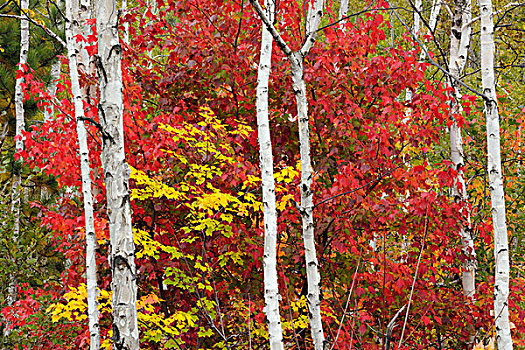桦树,树干,围绕,红枫,萨德伯里,安大略省,加拿大