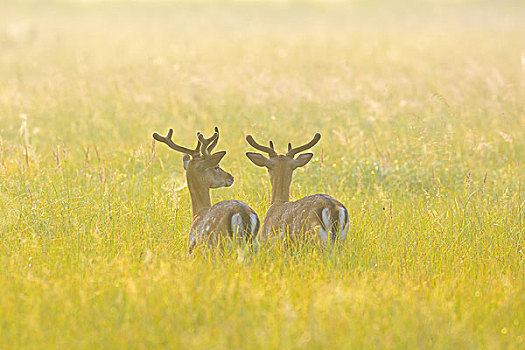 两个,扁角鹿,黇鹿,站立,地点,黑森州,德国,欧洲