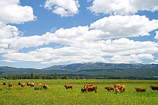 牛,放牧,草场,靠近,爱达荷