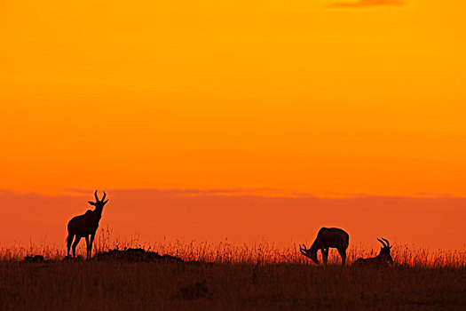 剪影,天空,日出,马赛马拉国家保护区,肯尼亚