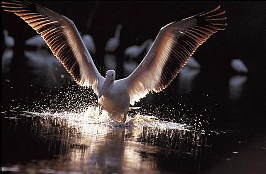 白鹈鹕,飞,开始,鸟,大沼泽地国家公园,佛罗里达,美国,北美,动物