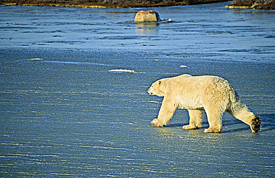 大,北极熊,走,冰,日出,曼尼托巴,加拿大