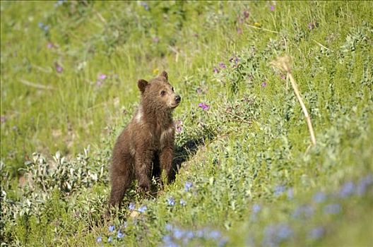 棕熊,一半,苔原,德纳里峰国家公园,阿拉斯加,美国