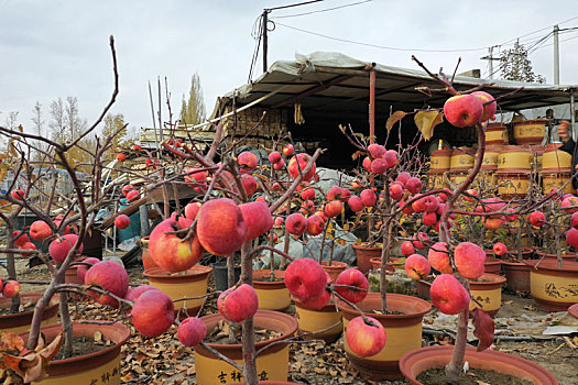 新疆博乐引种盆栽苹果成果