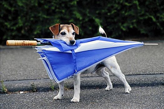 狗,伞,嘴,巴登符腾堡,德国,欧洲