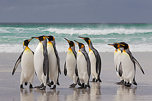 帝企鹅,群,海滩,自愿角,福克兰群岛