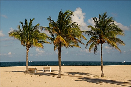 海滩,棕榈树,植物,佛罗里达,美国,劳德代尔堡,迈阿密,风,天空,蓝色,夏天