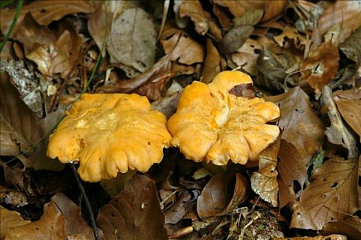 金色,鸡油菌,蘑菇,秋叶