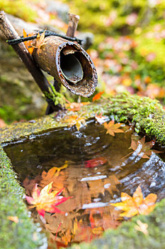 水,竹子,喷泉,秋季