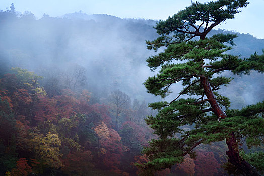 老,日本,红色,松树,松属,雾状,秋天,早晨,岚山,山,京都,亚洲