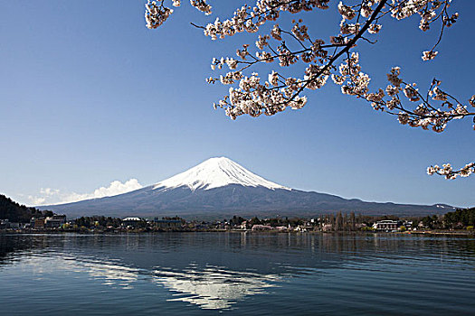 日本,樱花,湖,富士山