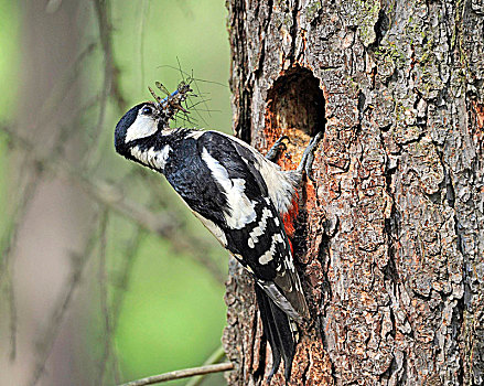啄木鸟,雌性,大斑啄木鸟,食物,饥饿,饲养,洞穴,树干,松树
