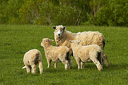 绵羊,靠近,南,奥塔哥,南岛,新西兰