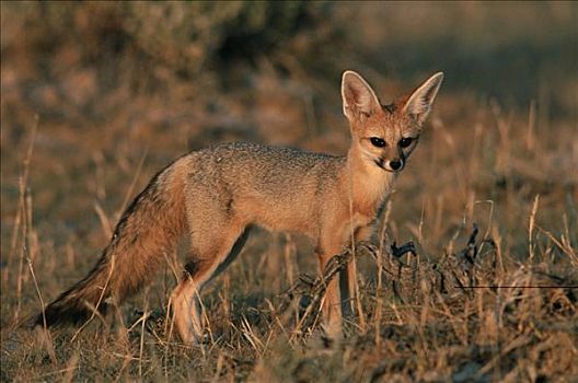 角狐,埃托沙国家公园,纳米比亚