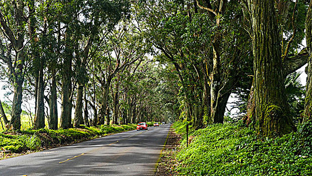 树,隧道,沼泽,红木,桉树,坡伊普,考艾岛,夏威夷