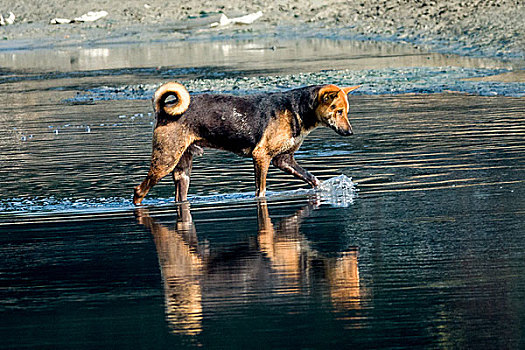 孟加拉国,旱季河中捕食的狗