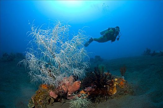 潜水者,后面,黑色,珊瑚,印度尼西亚,东南亚