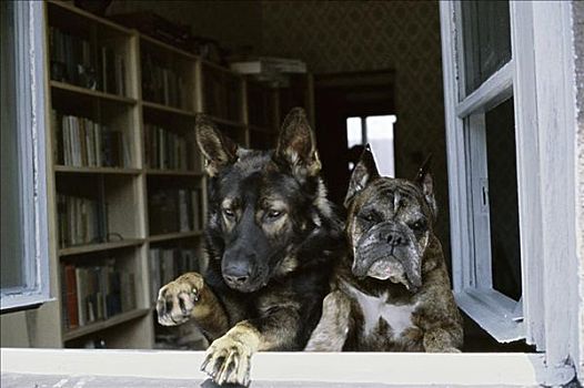 特写,两只,狗,看穿,窗