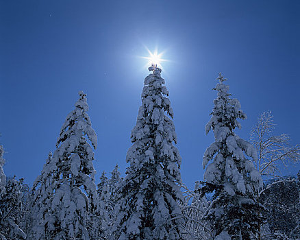 树林,冬天,太阳