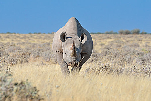 黑犀牛,雄性,走,干草,埃托沙国家公园,纳米比亚,非洲