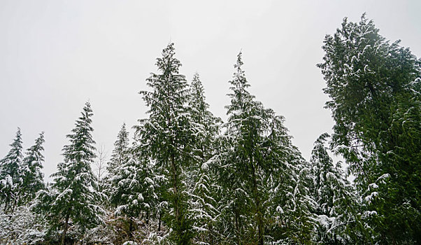 重庆酉阳,低温下的乡村雪意