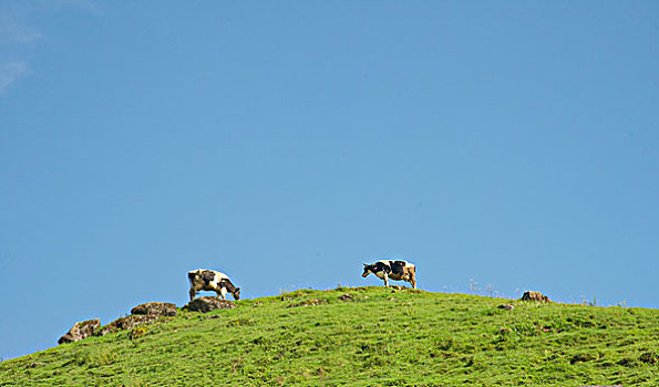 邵阳城步南山牧场