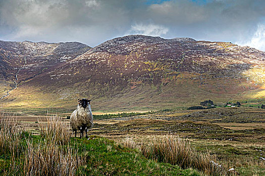 绵羊,爱尔兰,风景,康纳玛拉,戈尔韦郡