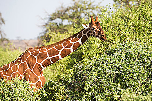 特写,上半身,网纹长颈鹿,长颈鹿,萨布鲁国家公园,肯尼亚