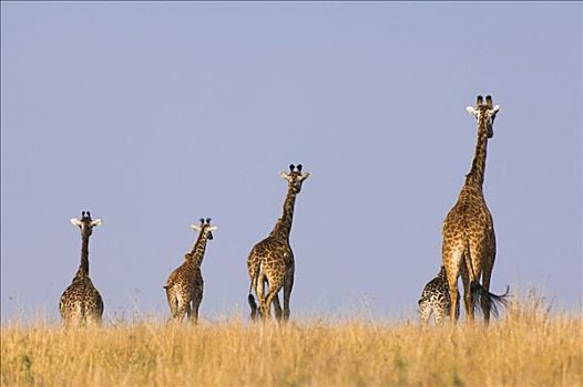马萨伊,长颈鹿,大草原,马赛马拉国家公园,肯尼亚,东非