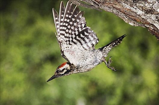 啄木鸟属,雄性,飞行,离开,瑞欧格兰山谷,南,德克萨斯,美国