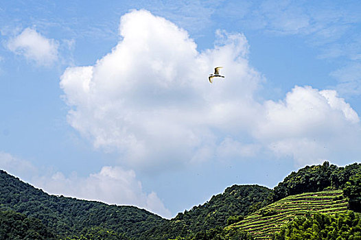 高山梯田茶园和天空飞翔的白鹭