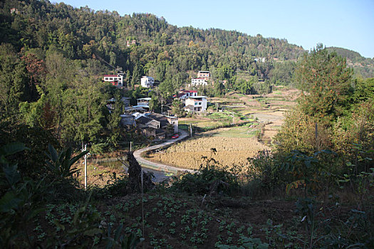 重庆市云阳县城,长江,野花,长江生态屏障