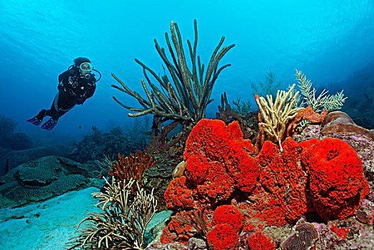 水中呼吸器,潜水,看,珊瑚,礁石,橙色,海绵,小,多巴哥岛,斯佩塞德,特立尼达和多巴哥,小安的列斯群岛,加勒比海
