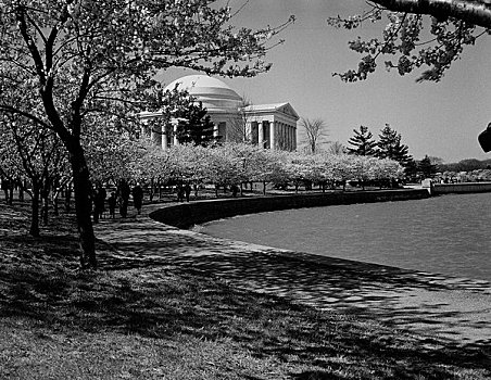 美国,华盛顿,华盛顿特区,杰佛逊纪念馆,樱桃树,开花