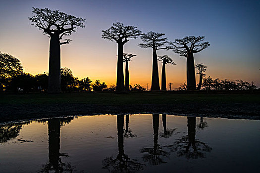 道路,猴面包树,非洲,日落,反射,穆龙达瓦,马达加斯加