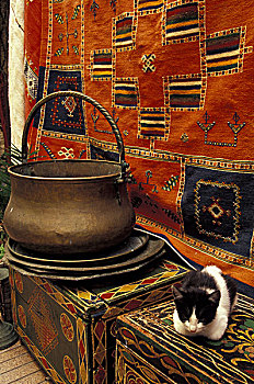 非洲,摩洛哥,猫,地毯,市场