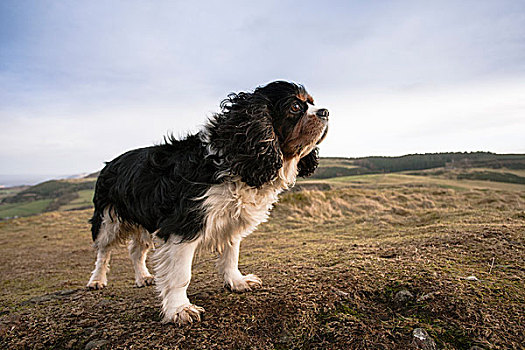 查尔斯王犬,成年,三色,站立,山,风,佩思郡,苏格兰,英国,欧洲