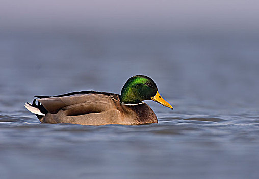 野鸭,绿头鸭,游泳,水,劳尔瑟赫,格罗宁根,荷兰